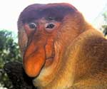 Proboscis monkey with somewhat phallic nose