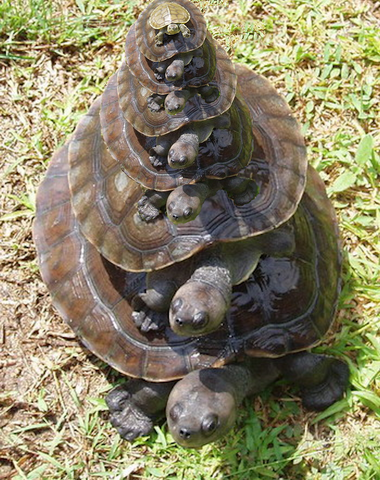 Stack of increasingly smaller turtles