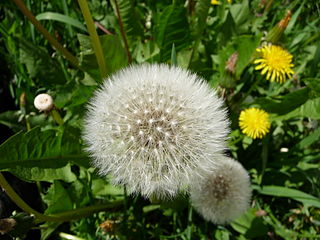 Photo of dandelion fluff