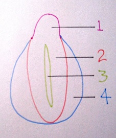 A diagram of fetal genitals with numbers marking which parts are homologous to differnt parts of adult genital configuations